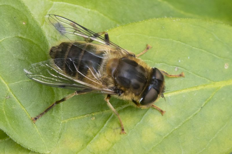Eristalis pertinax f 15-03-21.jpg