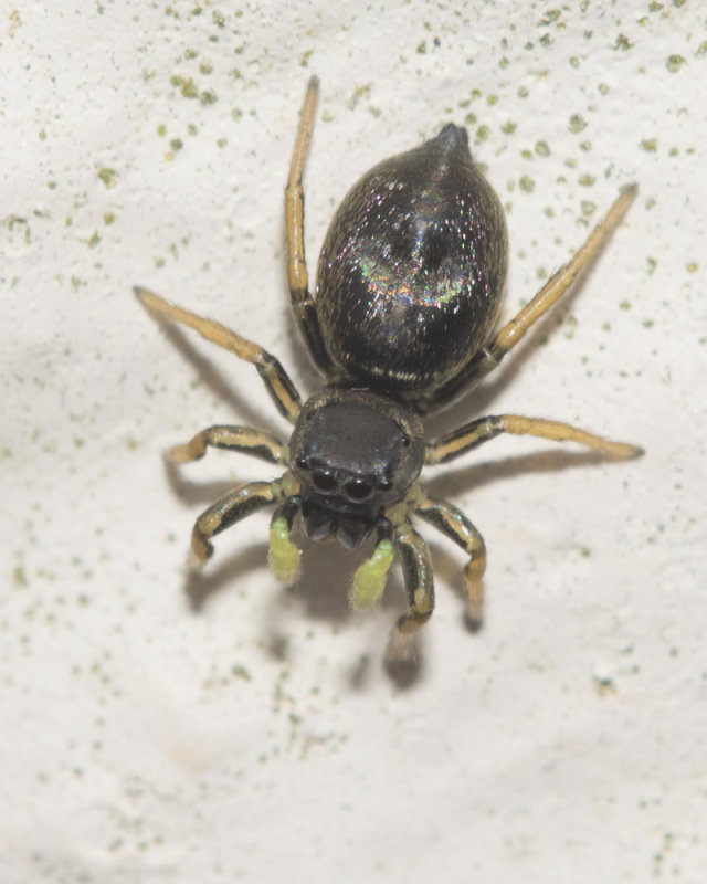 Heliophanus cupreus or flavipes m 15-03-20.jpg