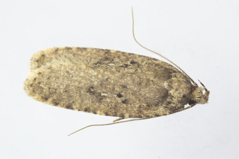 Moth - Agonopterix heracliana 15-03-21.jpg
