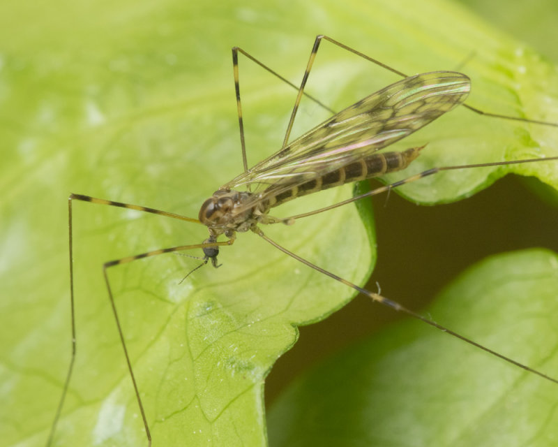 Cranefly - Limonia nubeculosa 15-03-20.jpg