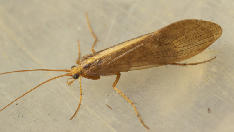 Caddis Fly - Micropterna or Stenophylax 15-03-21.jpg