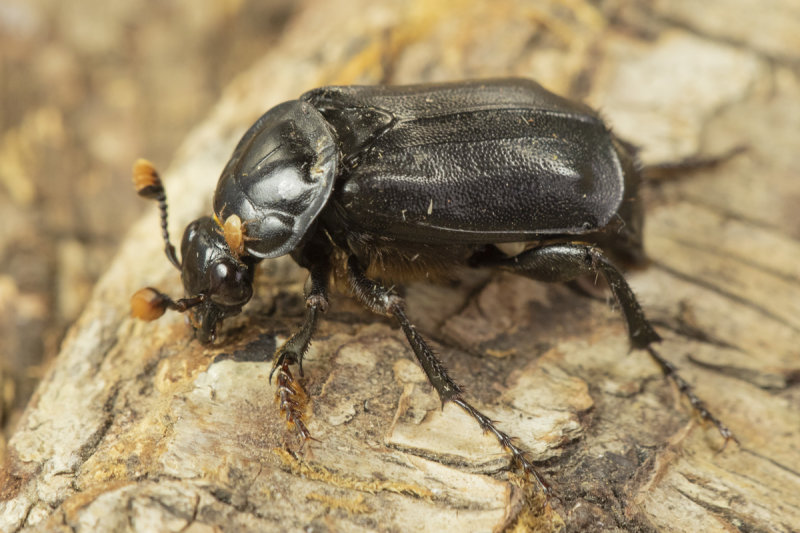 Black Sexton Beetle - Nicrophorus humator 15-03-21 side.jpg