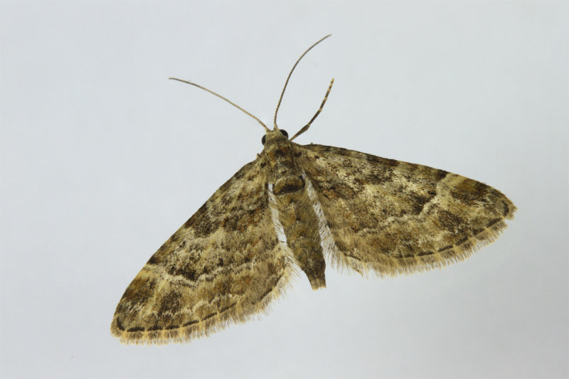Week 11 - Double-striped Pug Moth - Gymnoscelis rufifasciata.jpg