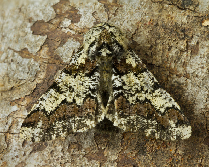 Week 11 - Oak Beauty Moth - Biston strataria.jpg