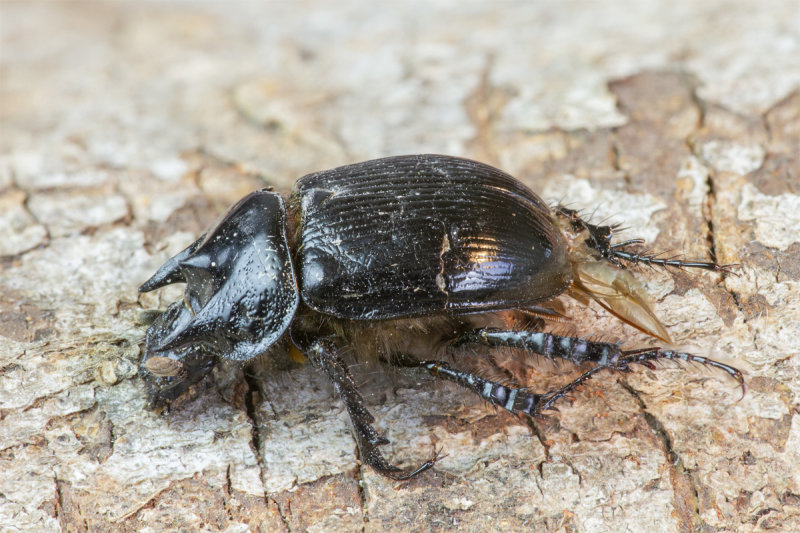 Minotaur Beetle - Typhaeus typhoeus 30-03-21 side.jpg