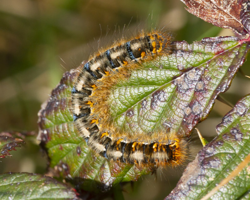 Oak Eggar Catepillar possibly 30-03-21.jpg
