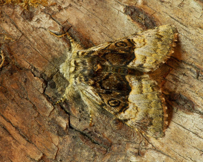 Nut-tree Tussock Moth - Colocasia coryli 30-03-21.jpg