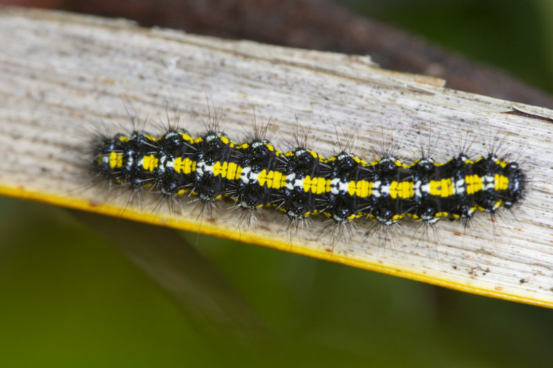 Scarlet Tiger Moth caterpillar - Callimorpha dominula 31-03-21 top.jpg