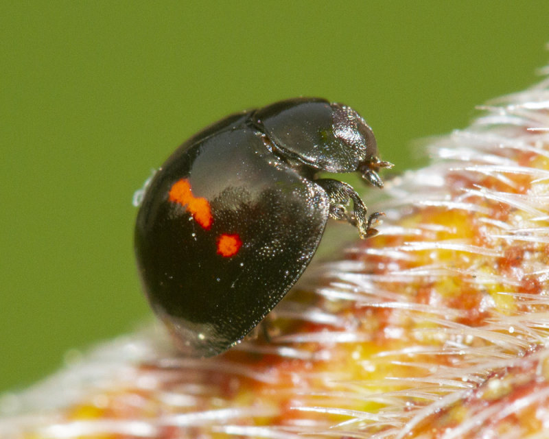 Heather Ladybird - Chilocorus bipustulatus 31-03-21.jpg