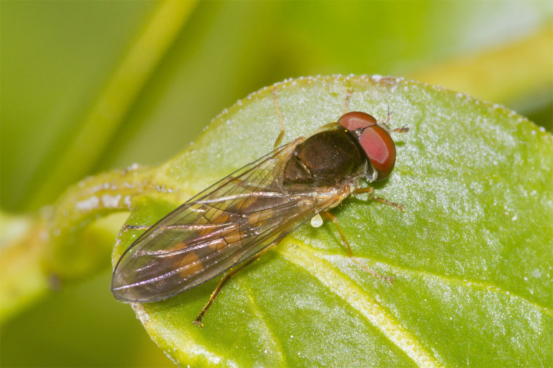 Melanostoma scalare m 01-04-21.jpg