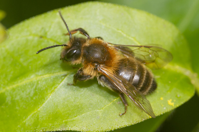 Buffish Mining Bee - Andrena nigroanea f 01-04-21.jpg