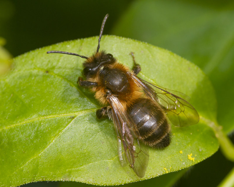Buffish Mining Bee - Andrena nigroanea 01-04-21 top.jpg