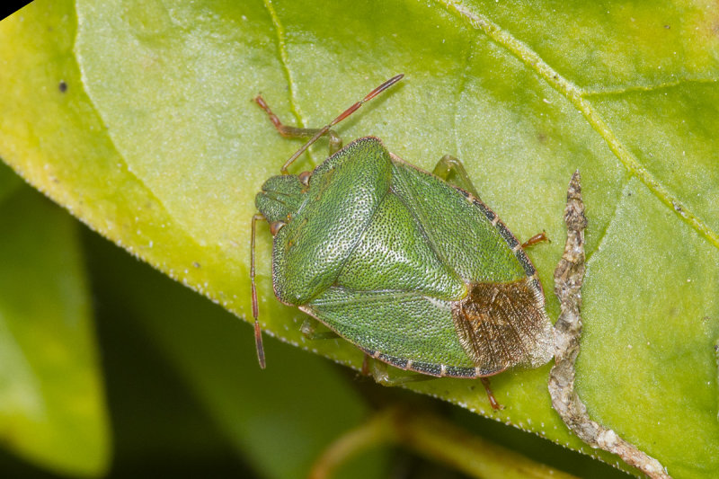 Green Shieldbug - Palomena prasina 01-04-21.jpg