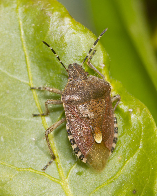 Hairy Shieldbug - Dolycoris baccarum 01-04-21.jpg