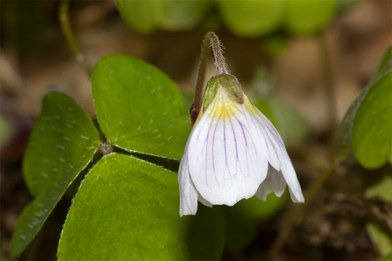 Wood Sorrel - Oxalis acetosella 04-04-21.jpg