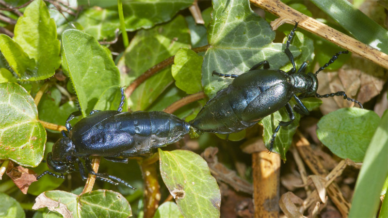 Violet Oil Beetle - Meloe violaceus 04-04-21.jpg