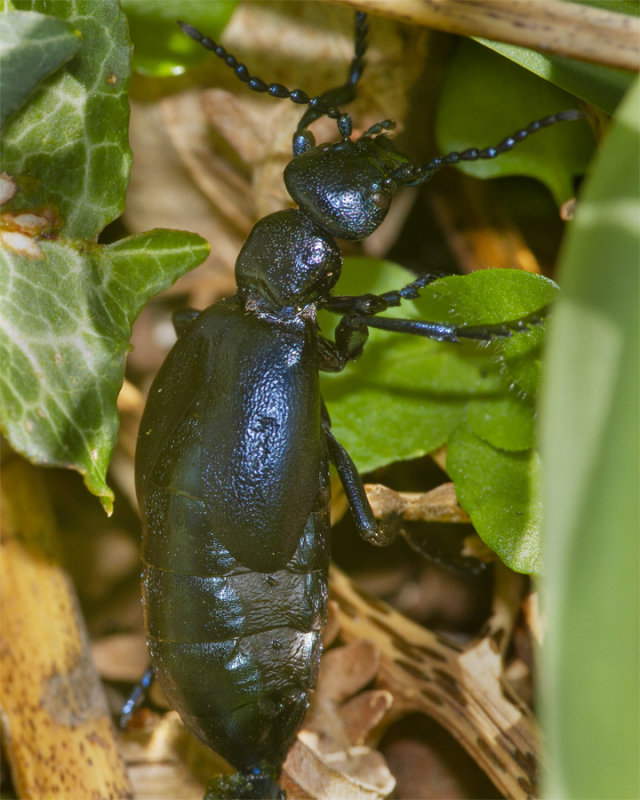 Violet Oil Beetle - Meloe violaceus 04-04-21 #2.jpg
