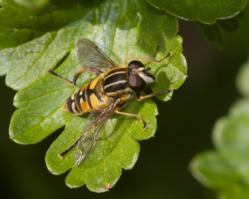 Helophilus pendulus m 08-04-21.jpg