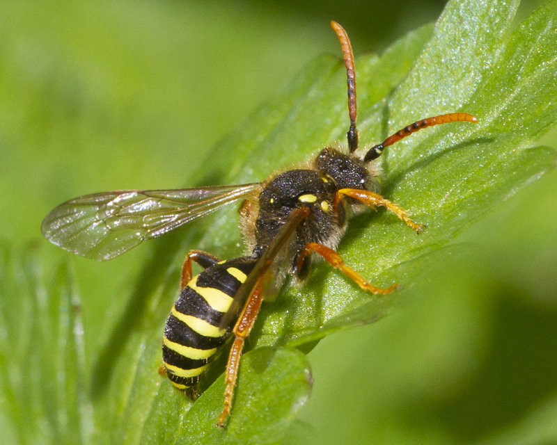 Gooden's Nomad Bee - Nomada goodeniana m 08-04-21.jpg