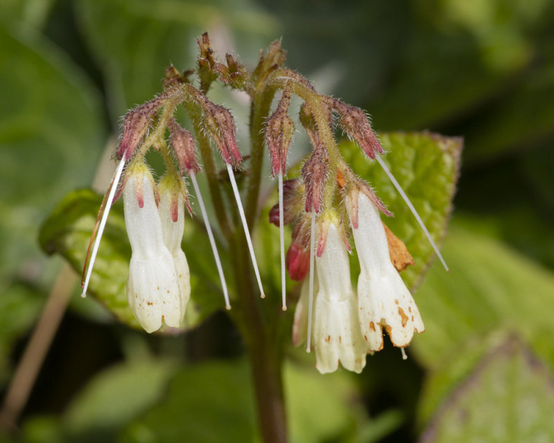 Creeping Comfrey - Symphytum grandiflorum 09-04-21.jpg
