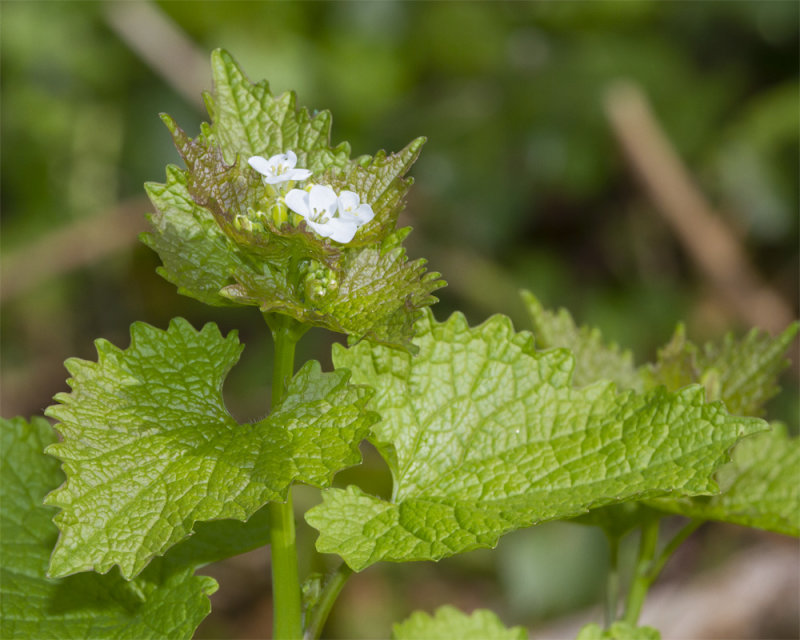 Garlic Mustard - Alliaria petiolata 09-04-21 wider.jpg