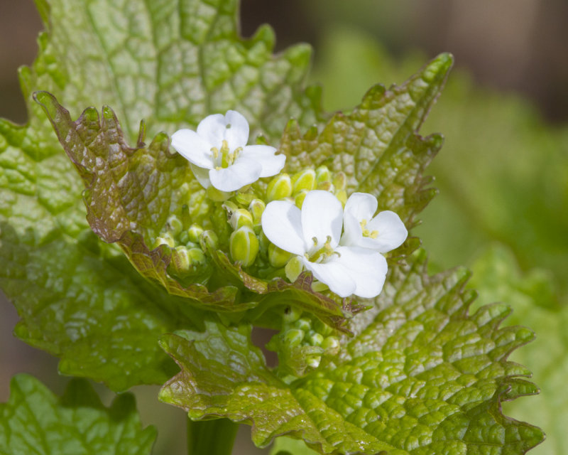 Garlic Mustard - Alliaria petiolata 09-04-21.jpg