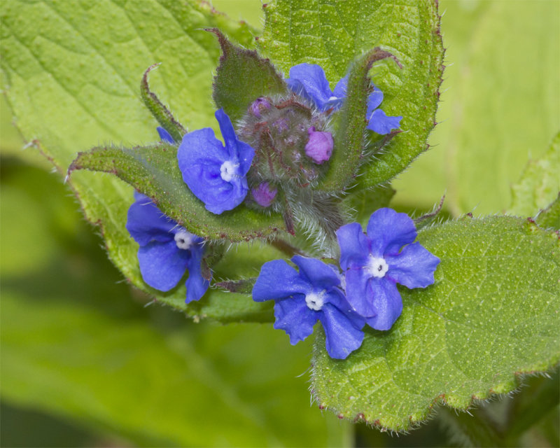Green Alkanet - Pentaglottis sempervirens 09-04-21.jpg