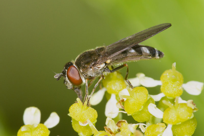 Platycheirus albimanus f 09-04-21.jpg
