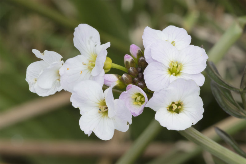 Cuckooflower - Cardamine pratensis 10-04-21.jpg