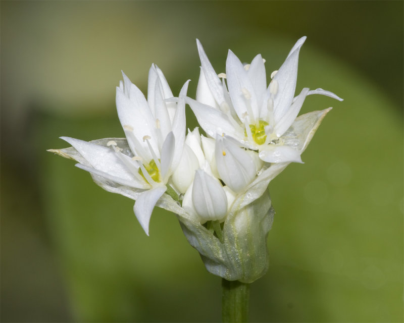 Ramsons - Allium ursinum - Aveton Wood 12-04-21.jpg