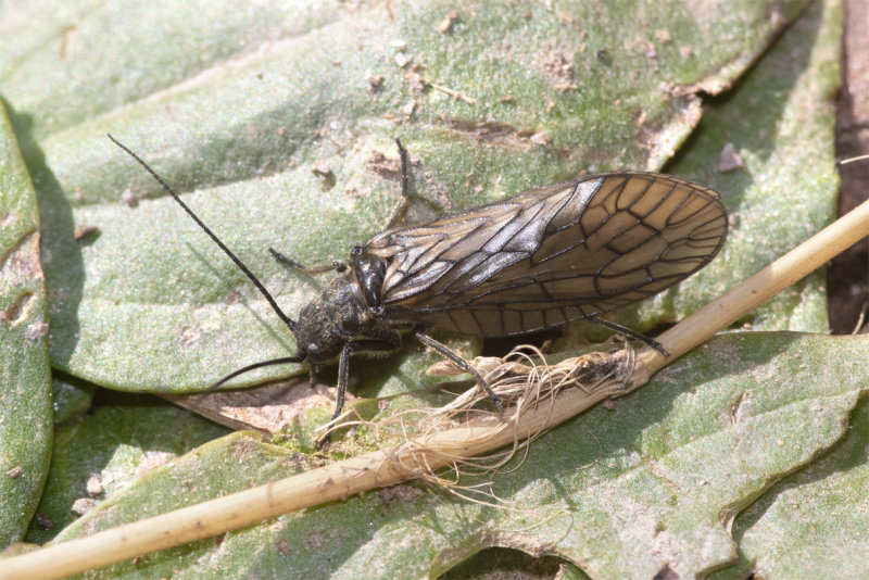 Alderfly - Sialis lutaria prob 13-04-21.jpg