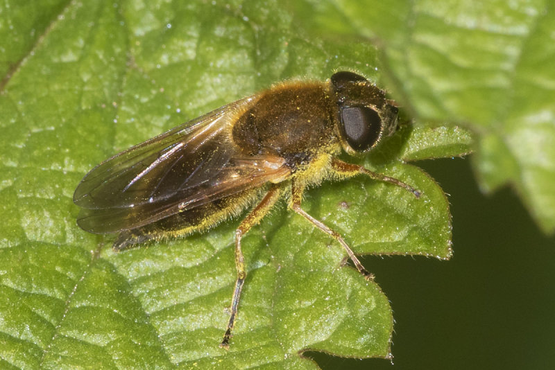 Cheilosia albipila f 13-04-21.jpg