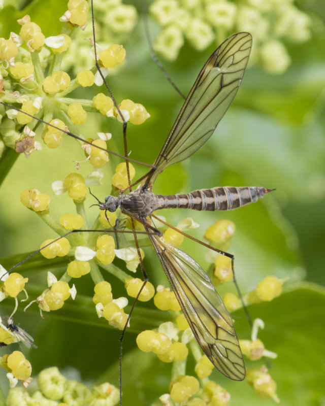 Cranefly - Tipula lateralis f 13-04-21.jpg