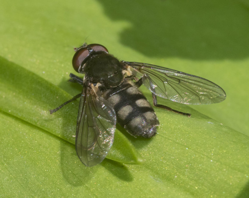 Portevinia maculata m 13-04-21.jpg