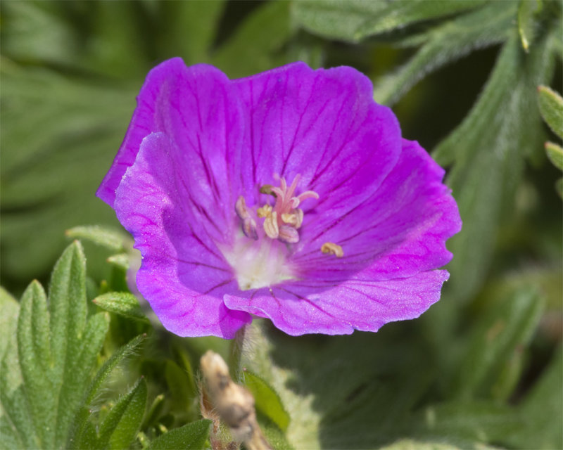 Bloody Cranesbill - Geranium sanguineum14-04-21.jpg