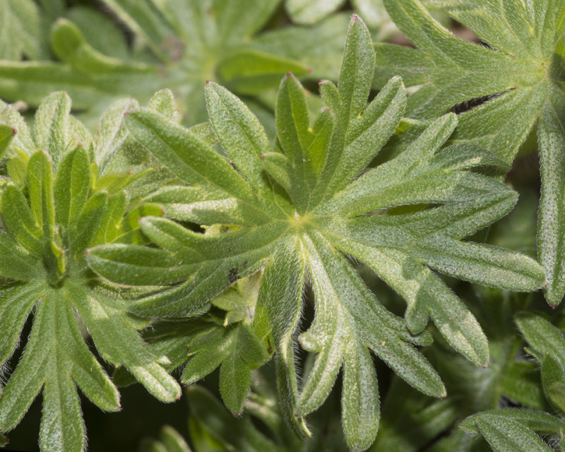 Bloody Cransbill - Geranium sanguineum leaves14-04-21.jpg