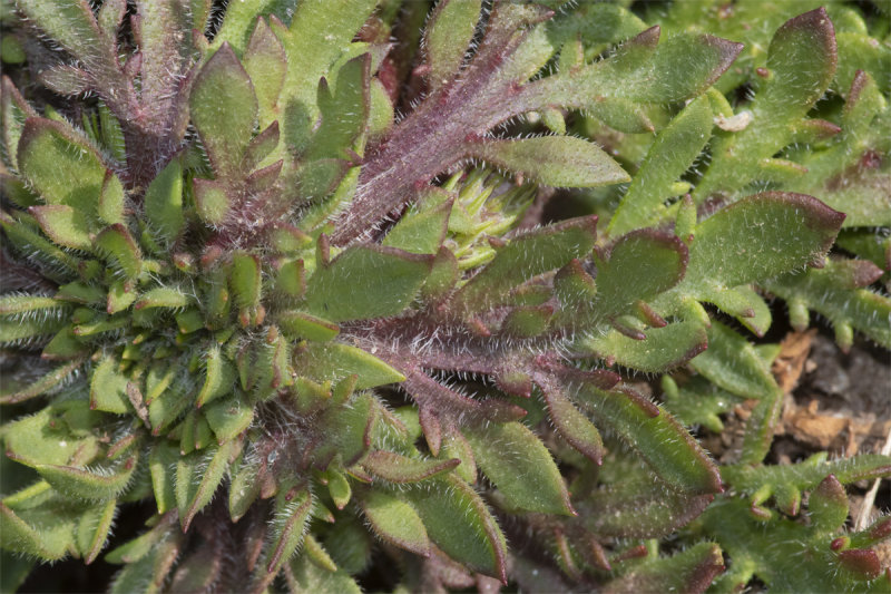 Common Scurvygrass - Cochlearia officinalis leaves 14-04-21.jpg