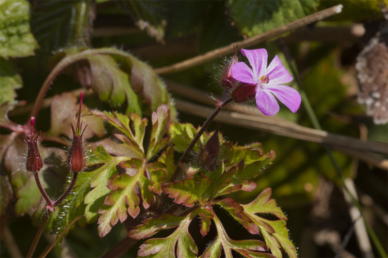 Herb Robert - Geranium robertianum 14-04-21.jpg