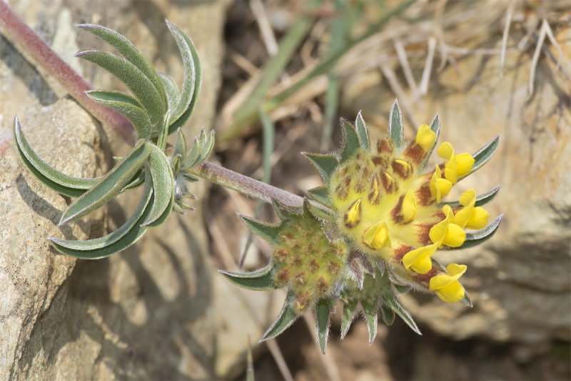 Kidney Vetch - Anthyllis vulneraria - Gammon Head 14-04-21.jpg