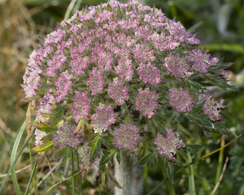 Sea Carrot flower possibly 14-04-21.jpg