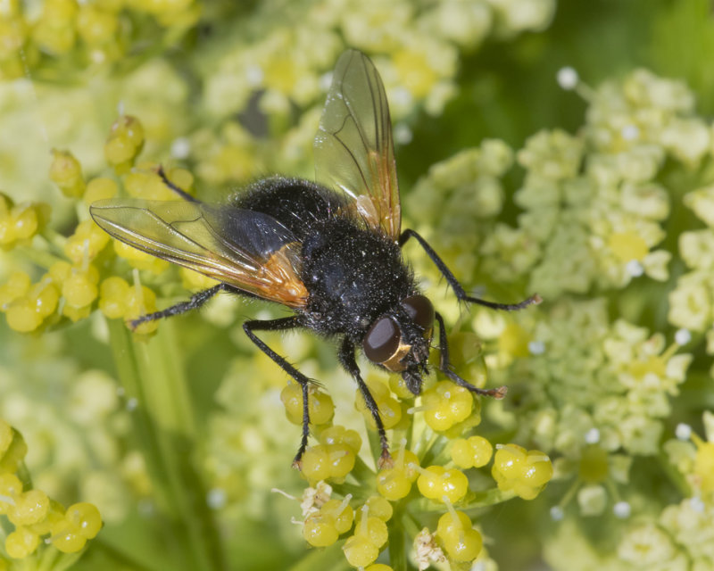 Mesembrina meridiana 14-04-21.jpg