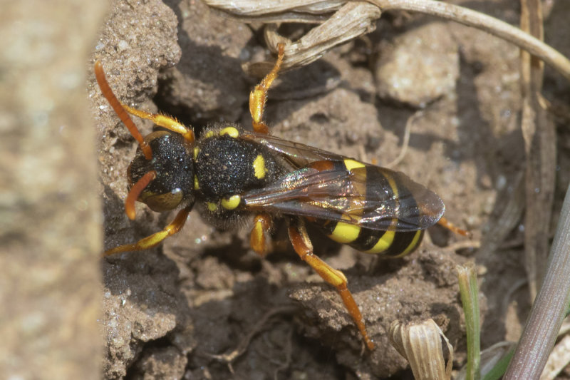 Painted Nomad Bee - Nomada fucata f 14-03-21 top.jpg