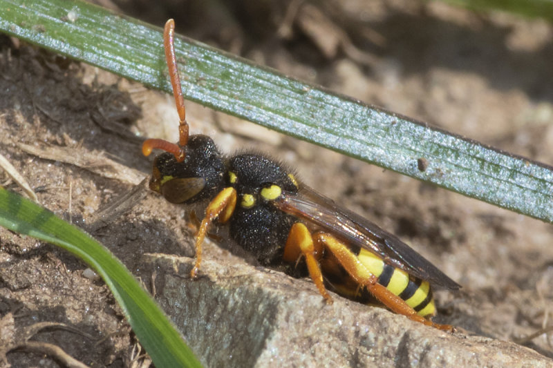Painted Nomad Bee - Nomada fucata f 14-03-21.jpg