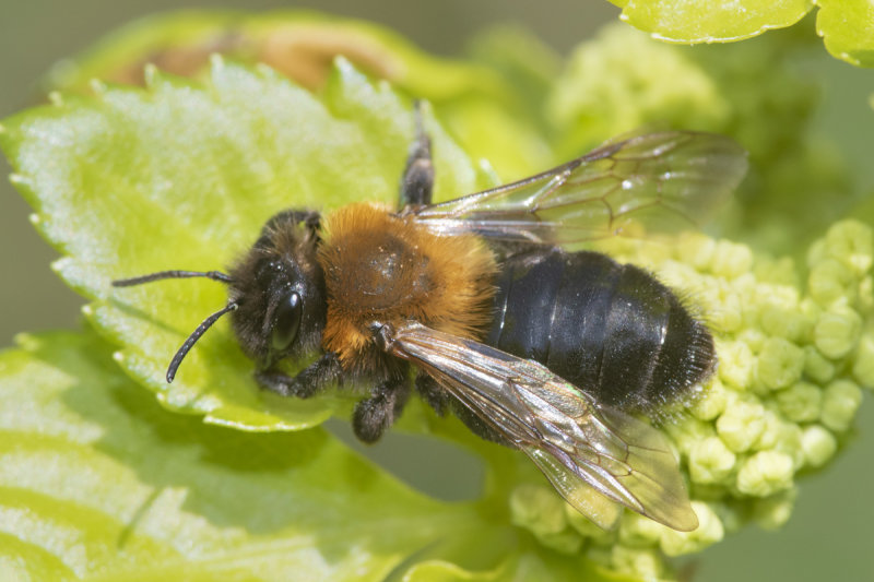 Cliff Mining Bee - Andrena thoracica f poss 14-04-21.jpg