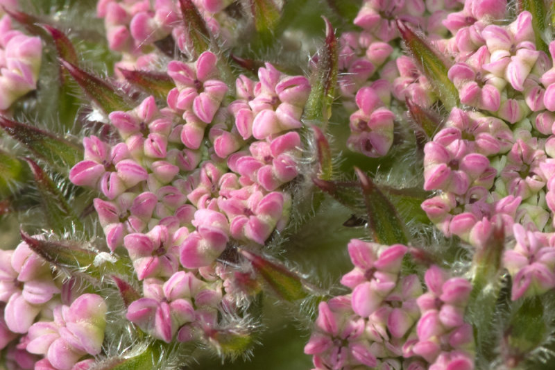 Sea Carrot flower possibly - close up 14-04-21.jpg