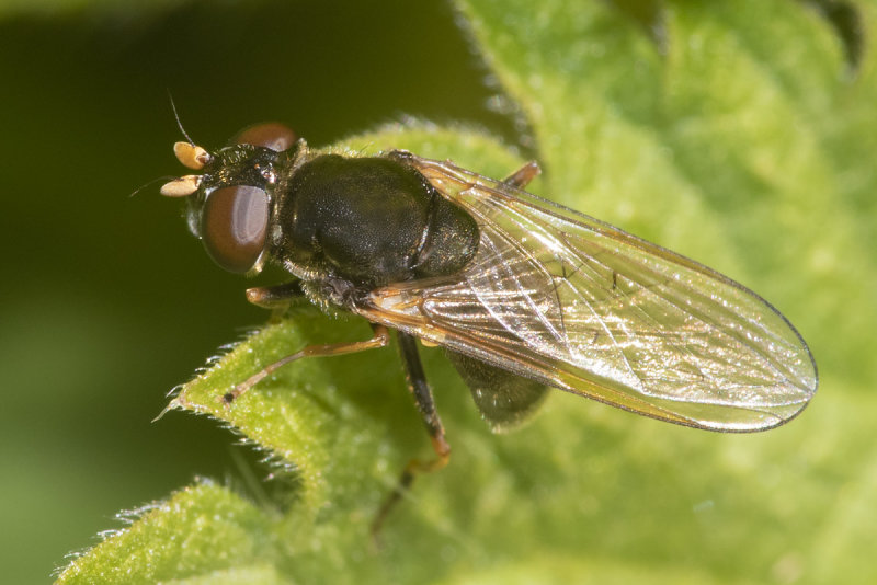 Cheilosia pagana f 16-04-21.jpg