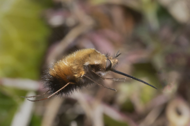 Dotted Bee-fly flying 16-04-21.jpg