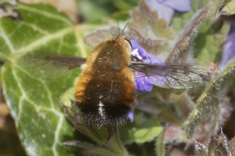 Dotted Bee-fly - Bombylius discolor 16-04-21.jpg