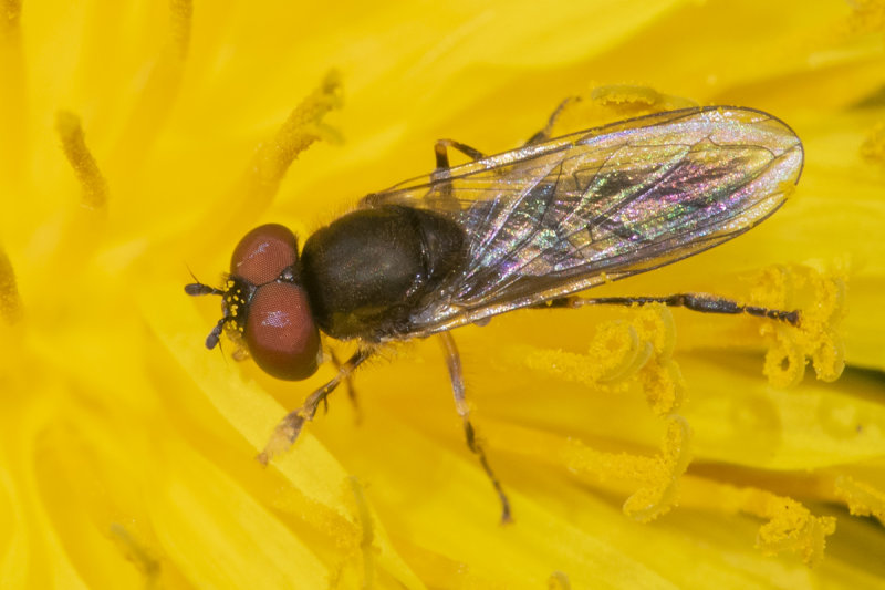 Platycheirus scutatus m 17-04-21.jpg