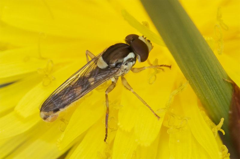 Sphaerophoria interrupta m 17-04-21.jpg